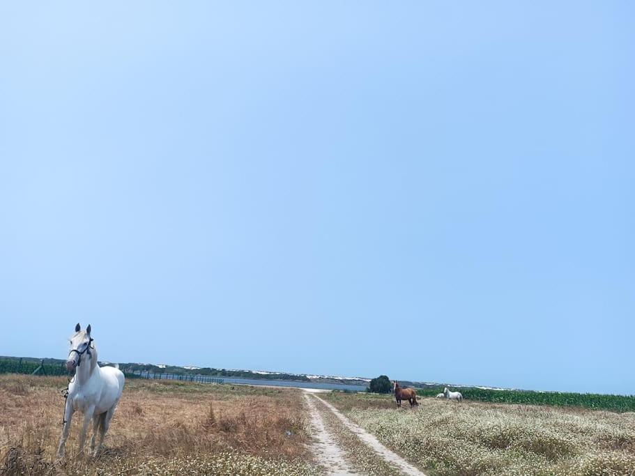 Villa Casa Da Mareria Gafanha da Boa Hora Esterno foto